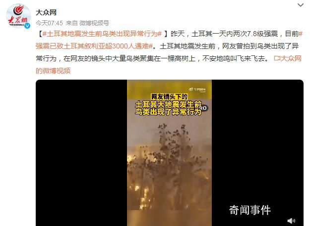 土耳其地震發生前鳥類出現異常行為 大量鳥類聚集在一棵高樹上不安地鳴叫飛來飛去