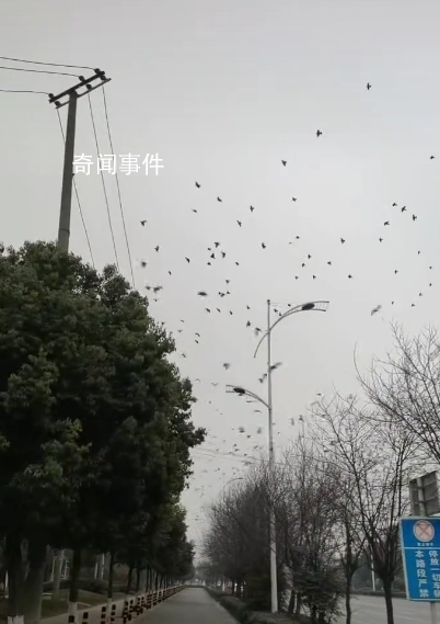 成都現飛鳥撞樹現象 網友疑災害前兆