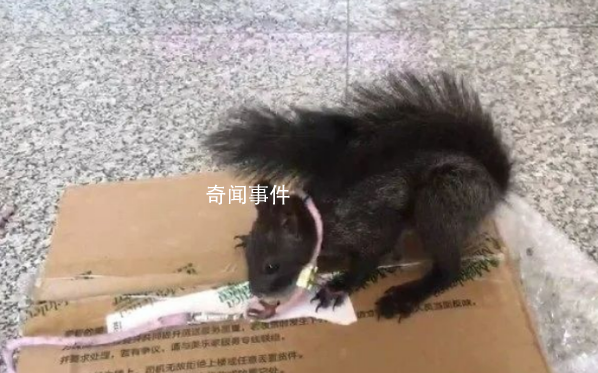 中國首批緝毒松鼠即將上崗 為什么有緝毒松鼠