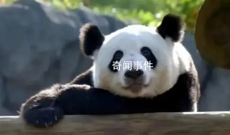 北京動物園稱正辦理丫丫回國手續 具體日期不清楚