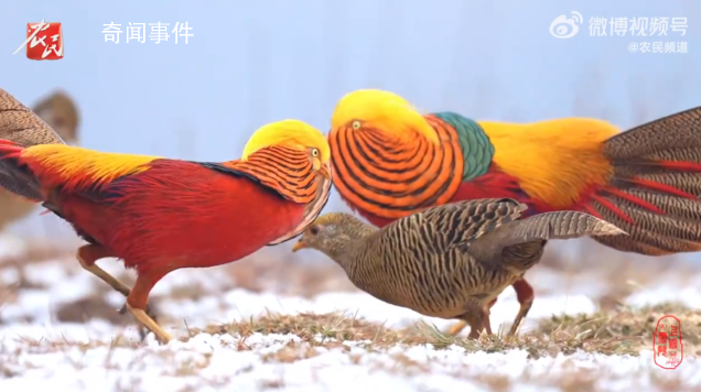 2只火鳳凰為了求偶上演風(fēng)騷走位 霸氣側(cè)漏