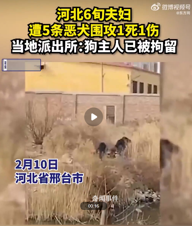 六旬夫婦遭惡犬圍攻1死1傷 狗主人已被拘留