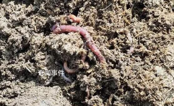 中央一號文件為何提打擊電捕蚯蚓 電蚯生意一度火熱多地出臺保護法規