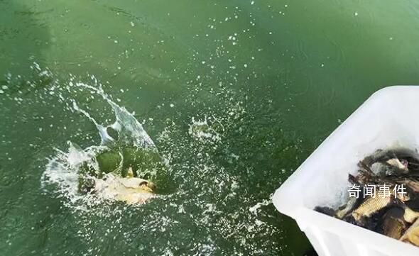 祈福者放生2.5萬斤鲇魚被追責 放生后的鲇魚紛紛仰泳
