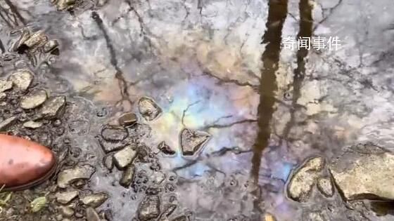 實拍美俄亥俄州小溪:全是死魚死蟲