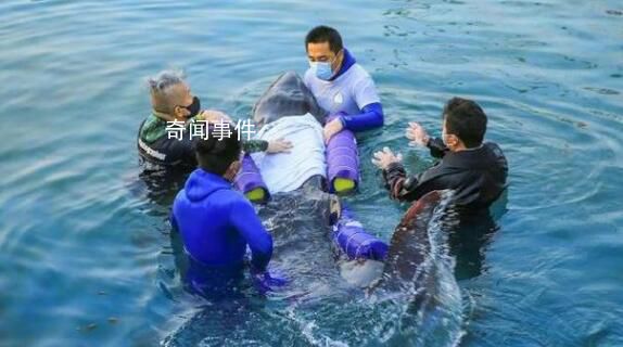 去世侏儒抹香鯨胃內有大量塑料 心臟有瘀血塊
