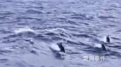 漁民出海偶遇100多只海豚逐浪嬉戲 整個過程持續約半個小時