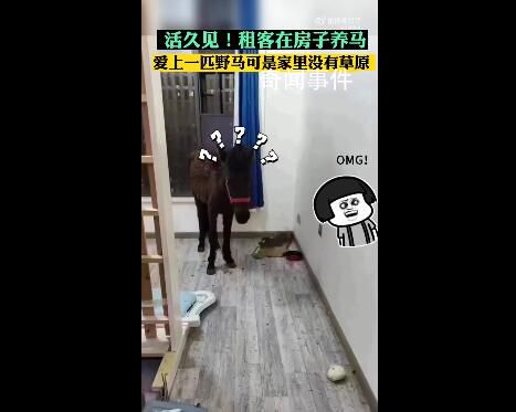 租客跟房東說養寵物結果是匹馬 讓人大跌眼鏡