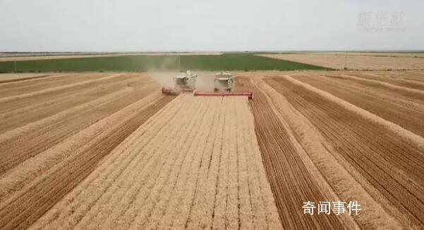 用中國種子保障中國糧食安全 種子是現代農業(yè)的芯片