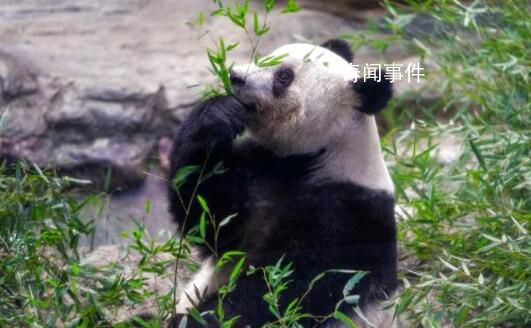 歡迎旅日大熊貓香香回家 下午5點25分抵達