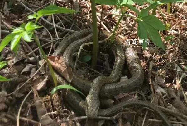 毒蛇為什么守護人參 人參旁邊為什么會有毒蛇