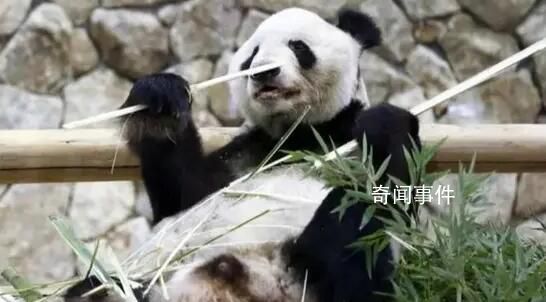 3只旅日大熊貓今日回國 網(wǎng)友：歡迎回家