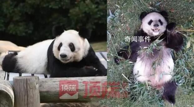 已有專家赴美照看大熊貓丫丫 網(wǎng)友呼吁盡早接回國