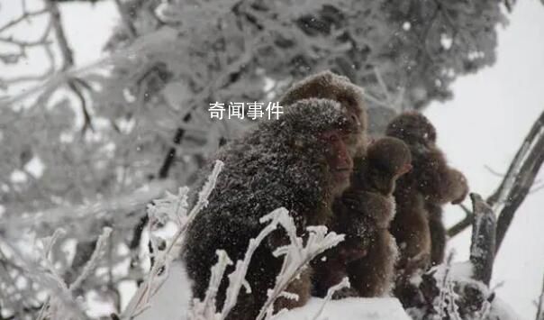 峨眉山猴子的好日子到頭了 已經執行了人猴分離的措施