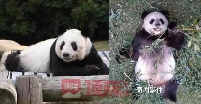 美動物園稱希望再租借一對年輕熊貓 永遠講述熊貓的故事