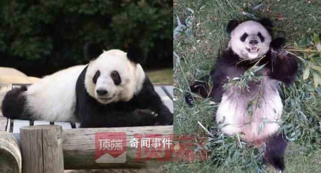 網(wǎng)友呼吁接回旅美大熊貓丫丫 已有專家赴美照看