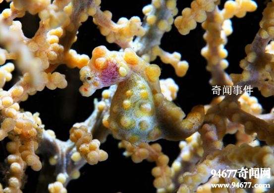 世界十大奇特的海洋動物 怎么會有這么神奇的動物
