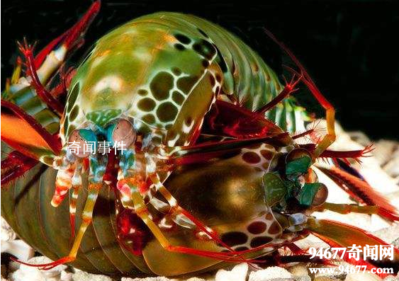 世界十大奇特的海洋動物 怎么會有這么神奇的動物