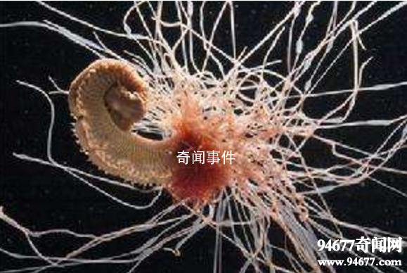 世界十大奇特的海洋動物 怎么會有這么神奇的動物