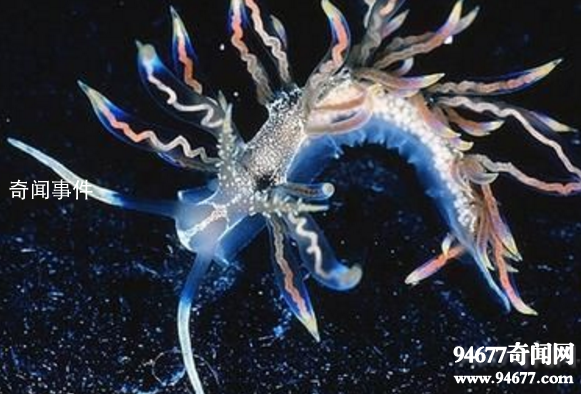 世界十大奇特的海洋動物 怎么會有這么神奇的動物