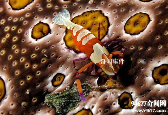 世界十大奇特的海洋動(dòng)物 怎么會(huì)有這么神奇的動(dòng)物