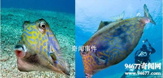 世界十大奇特的海洋動物 怎么會有這么神奇的動物