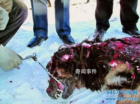黑龍江藏獒吃人事件 黑龍江藏獒吃人的事是真的嗎