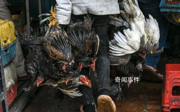 世衛(wèi)正調(diào)查禽流感是否人傳人 柬埔寨女孩感染禽流感死亡