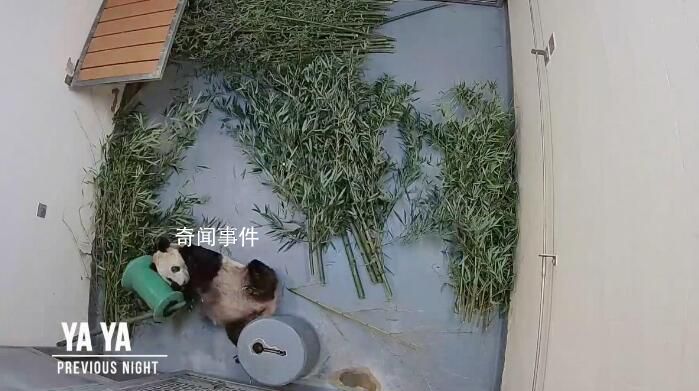 丫丫預計不晚于4月7日回國 未來是否展出需綜合考量