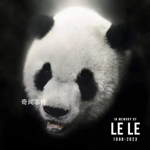 守候大熊貓丫丫平安回國 現在讓我們云陪伴大熊貓丫丫平安回國