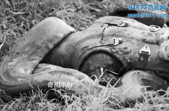 蟒蛇吃人全過程 巨蟒吃人是否真實存在 大蛇吞人圖片