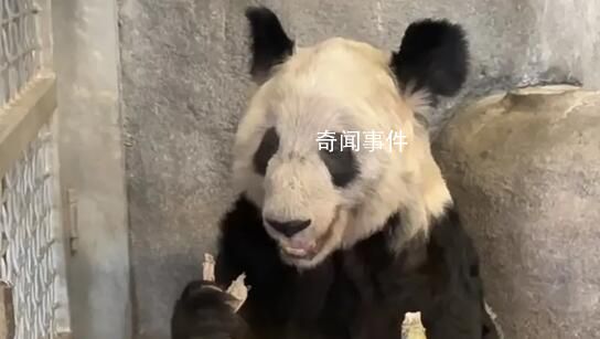 大熊貓丫丫身體狀況評估完畢 即將歸國