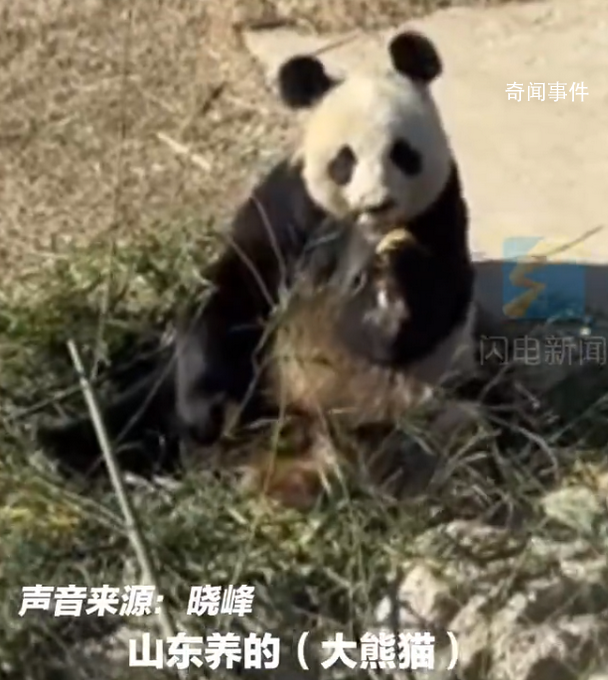 山東養的大熊貓相當炸裂 生活在山東的大熊貓火了