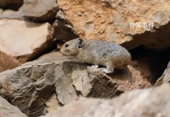 賀蘭山鼠兔時隔6年現(xiàn)身 目前為國家二級保護(hù)野生動物
