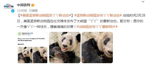 動物園發布丫丫最新照片 愿你的一天像丫丫一樣快樂