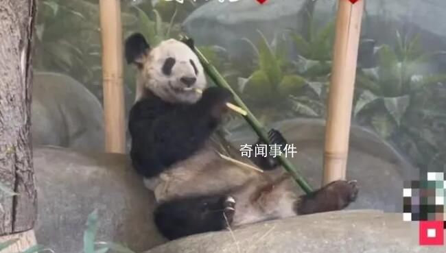 北京動(dòng)物園已為丫丫備好飼養(yǎng)員 已做好準(zhǔn)備迎接大熊貓丫丫
