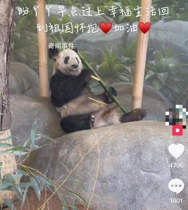 大熊貓為什么近期扎堆回國?