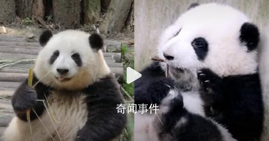 這不是花花是“果賴” 花花可能以為自己叫果賴