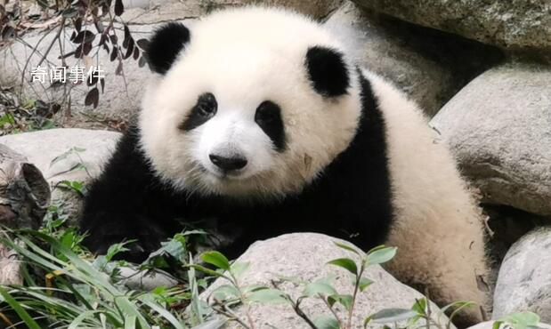“熊貓和花”已被注冊商標 當前商標狀態(tài)多為注冊申請中