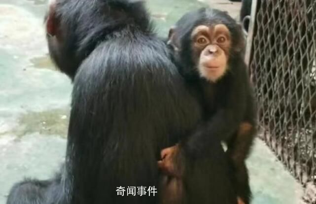 濟南動物園小黑猩猩柒仔去世 初判系突發疾病