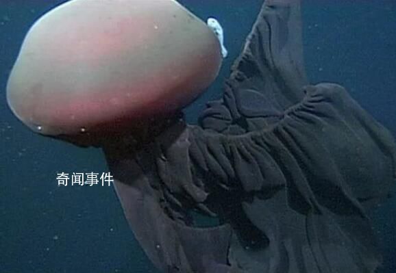 南極洲深海拍到罕見冥河水母 冥河水母真的存在嗎