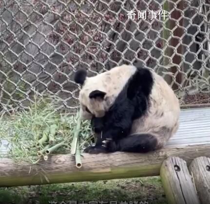 在美華人稱見到丫丫感覺非常震撼 動物園已改善丫丫的飲食