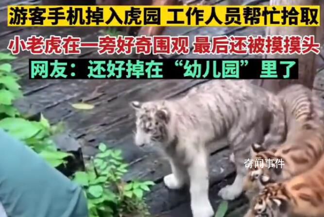工作人員幫游客撿手機被幼虎圍觀 還順手摸了下虎頭