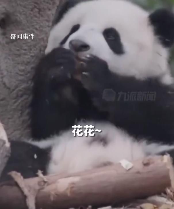 游客認(rèn)錯花花保安大哥幽默喊話 哪有那么多花花