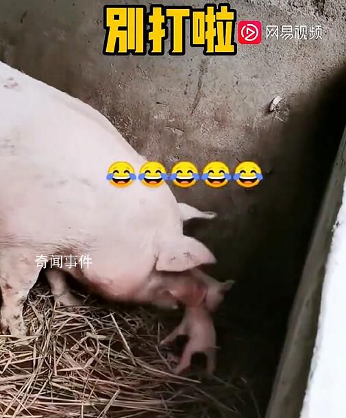 小豬打架被豬媽媽一秒制服 豬媽媽很生氣后果很嚴重