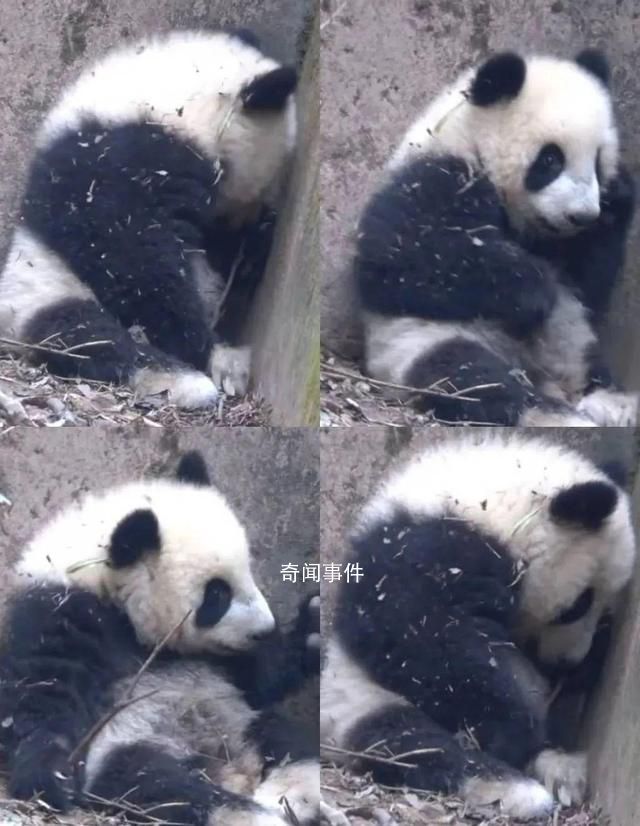 基地回應大熊貓福菀被游客潑水 福菀健康且狀態穩定