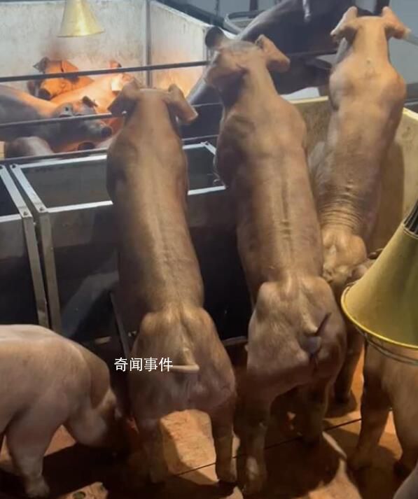 健身豬一只最高能賣8萬(wàn)元 主要用來(lái)配種