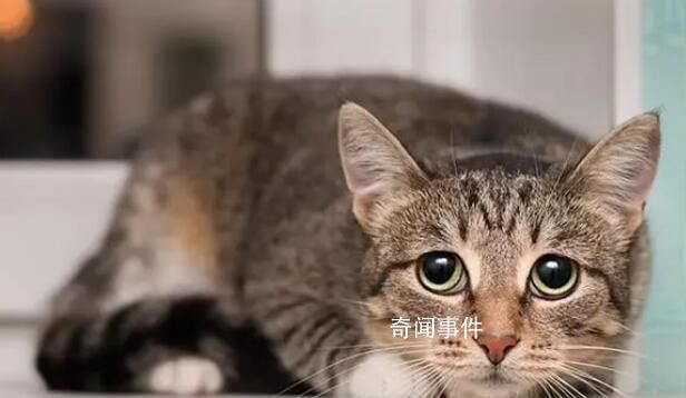 澳大利亞將對貓實行宵禁 逃跑出門或被處決