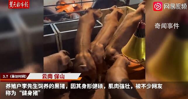 云南“健身豬”走紅一頭最高賣8萬 主要用于配種