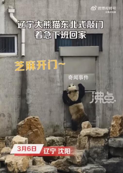 大熊貓著急下班哐哐敲鐵門 網(wǎng)友紛紛表示這敲門的氣勢很東北